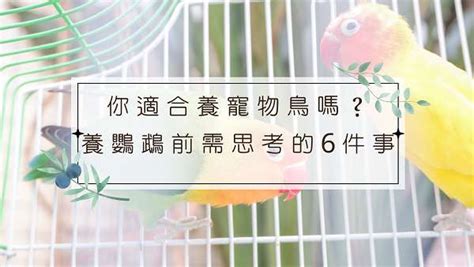 適合養在家裡的鳥|新手適合養什麼鳥？鸚鵡爸媽幫你精選出鸚鵡3+1